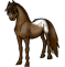 Appaloosa