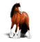 Clydesdale