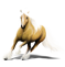 Irish Cob
