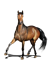 K.W.P.N.