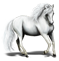 Lipizzan
