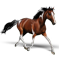 Paint Horse